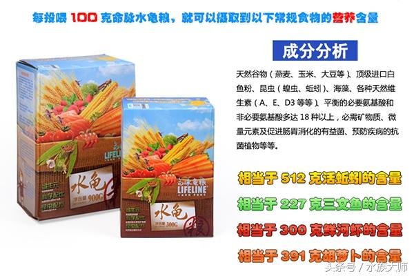 养好一只龟,最简易的一种方式,只需要注意两条就可以了