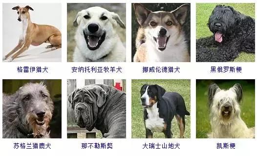 178种狗狗品种大全,按体型分类,你都知道哪些?