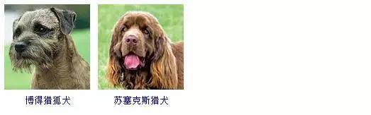 178种狗狗品种大全,按体型分类,你都知道哪些?