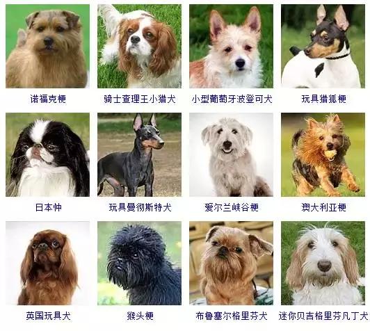 178种狗狗品种大全,按体型分类,你都知道哪些?