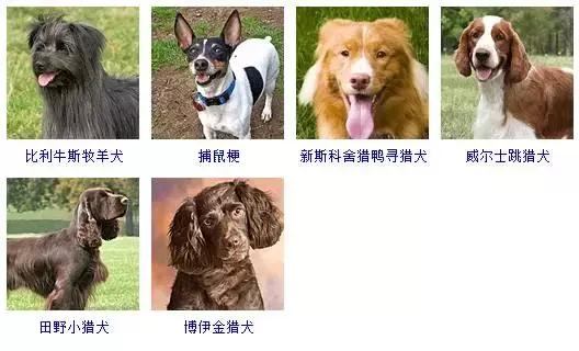 178种狗狗品种大全,按体型分类,你都知道哪些?