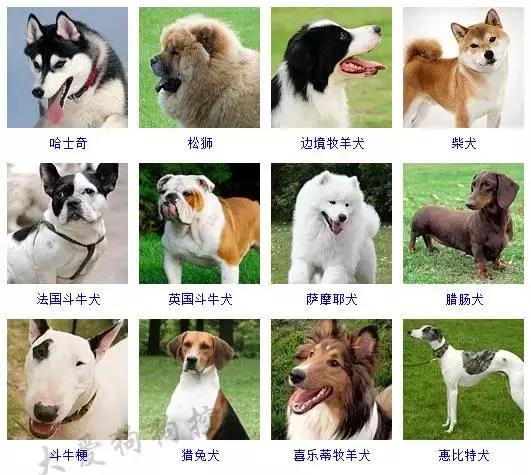 178种狗狗品种大全,按体型分类,你都知道哪些?