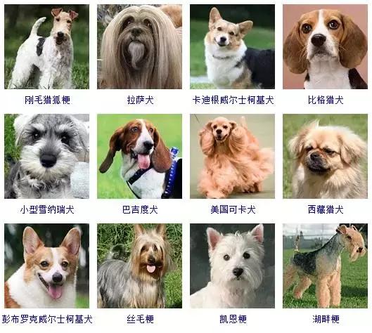 178种狗狗品种大全,按体型分类,你都知道哪些?