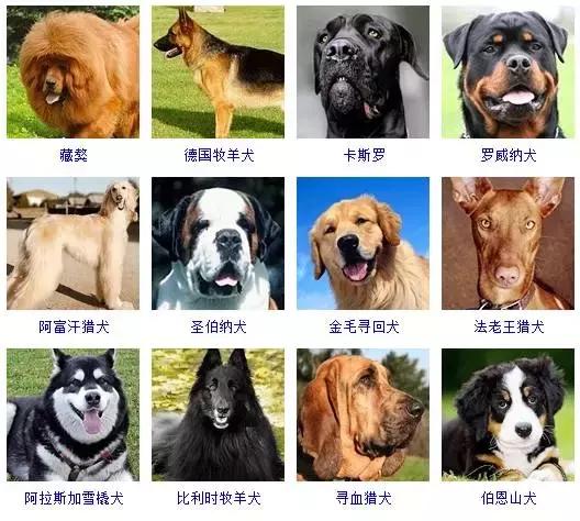 178种狗狗品种大全,按体型分类,你都知道哪些?