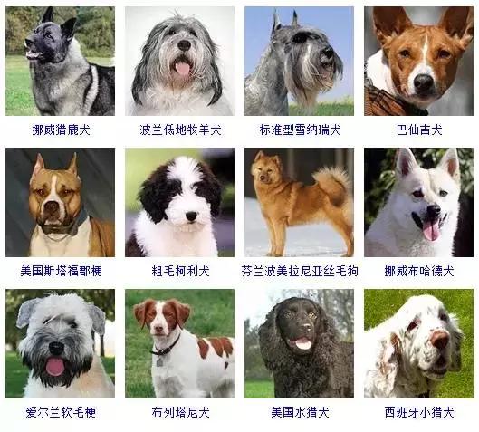 178种狗狗品种大全,按体型分类,你都知道哪些?