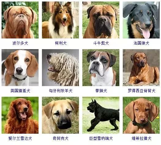 178种狗狗品种大全,按体型分类,你都知道哪些?