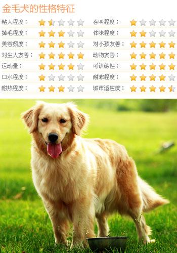金毛犬怎么养?最正确的金毛犬饲养方法,又涨姿势了!