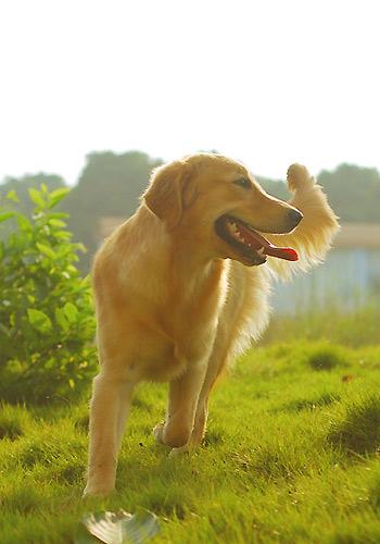 金毛犬怎么养?最正确的金毛犬饲养方法,又涨姿势了!