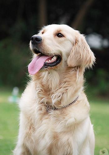 金毛犬怎么养?最正确的金毛犬饲养方法,又涨姿势了!
