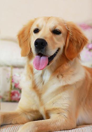 金毛犬怎么养?最正确的金毛犬饲养方法,又涨姿势了!