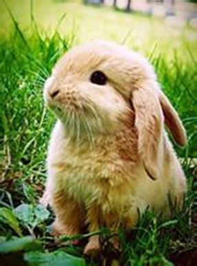 �����ϵĳ���С�ͳ��ﶼ����Щ�أ�