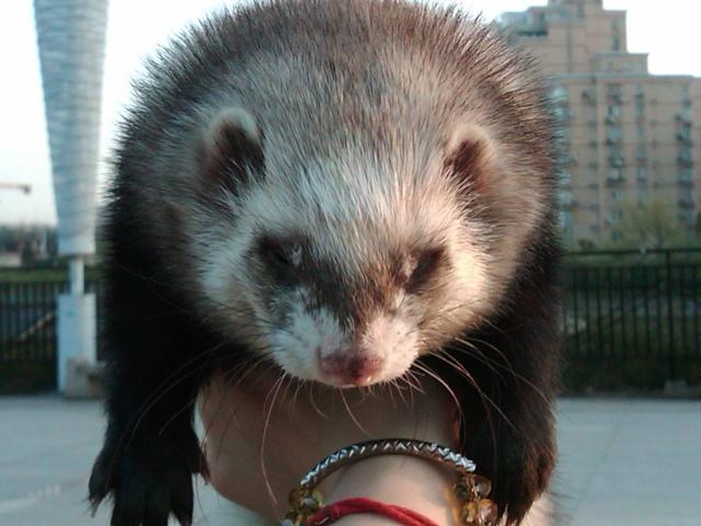 ���ȵĳ�������Ȼ�ɰ������ʺϼ����𣿿����˽���