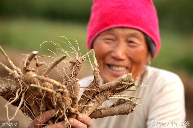 2018-2019哪些药材最赚钱?利润高好种植?附加未来5年稀缺药材!