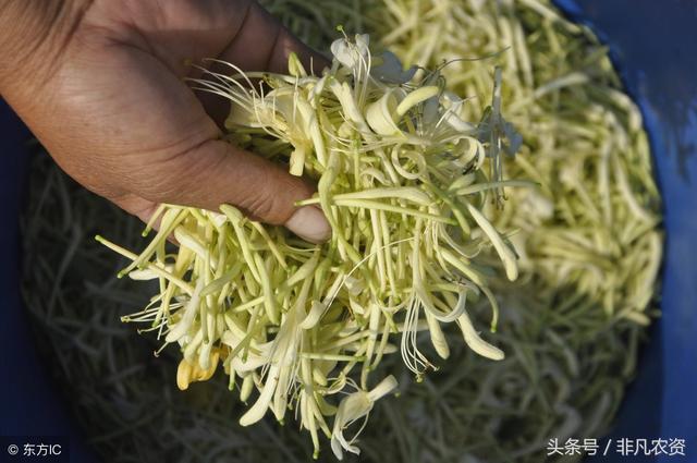2018-2019哪些药材最赚钱?利润高好种植?附加未来5年稀缺药材!