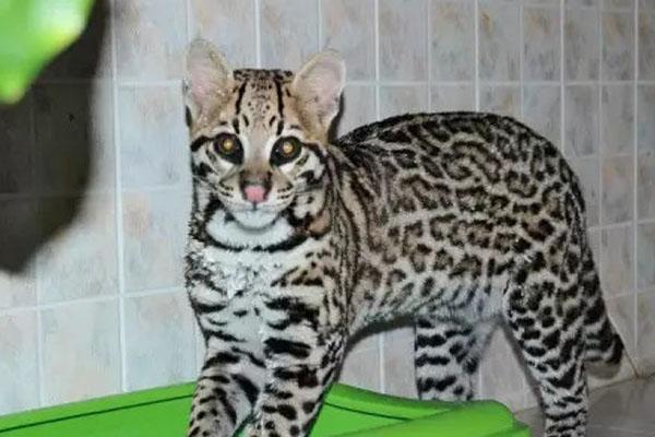 ��è�������� ��è��һ���è��ʲô����