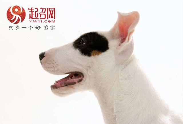 寓意好的狗狗名字,你家的狗狗值得拥有!