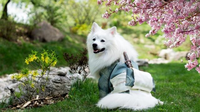 狗狗发烧不能乱用药,这5种药可以多备着