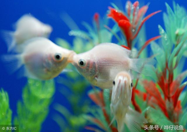 宠物鱼缺氧可咋办?当然不能靠人工呼吸,学会这几招可多活几年!