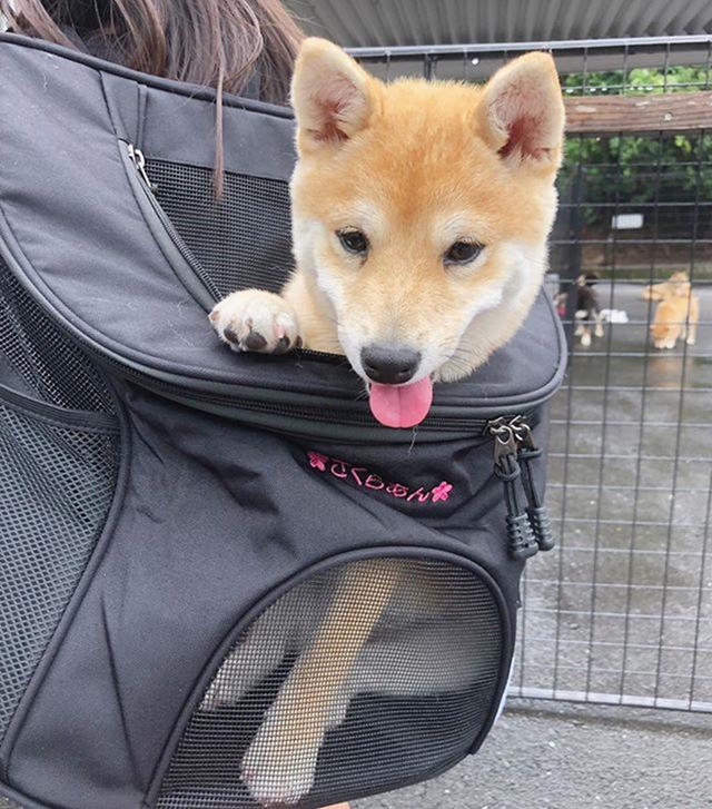 Ů����С���Ų�Ȯֱ������40���񹷹�ȥ�������˺�����±���