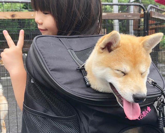 Ů����С���Ų�Ȯֱ������40���񹷹�ȥ�������˺�����±���
