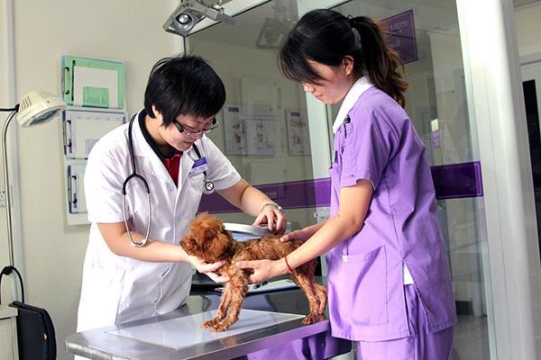 从医师助理升级到宠物医生,你用了几年?