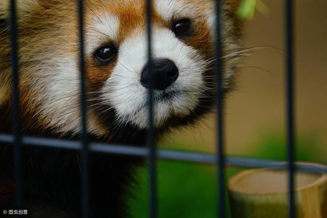 大熊猫安全,小熊猫却快要没有了,难道可爱也是一种“罪过”?