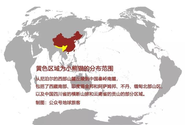 大熊猫安全,小熊猫却快要没有了,难道可爱也是一种“罪过”?