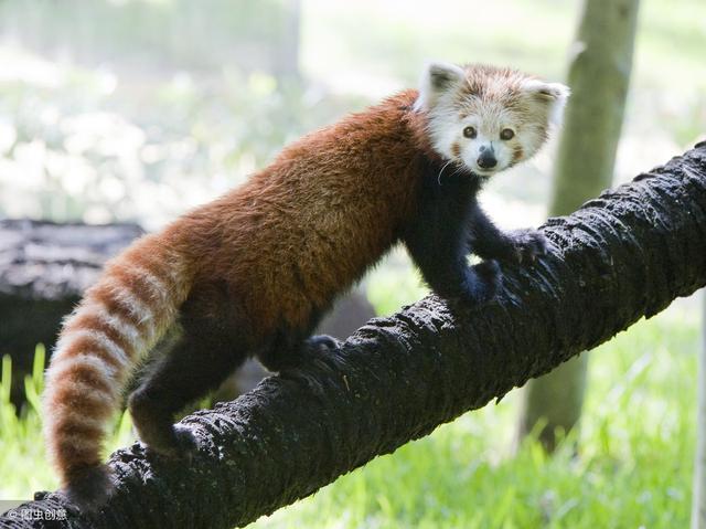大熊猫安全,小熊猫却快要没有了,难道可爱也是一种“罪过”?