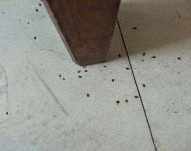 怎么有效彻底的消灭家里的跳蚤?天津除虫专家教你几招