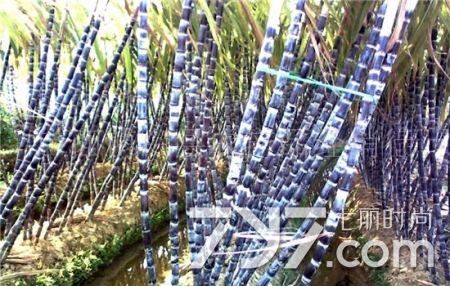 咳嗽有痰吃什么水果 这6种水果真真是好极了