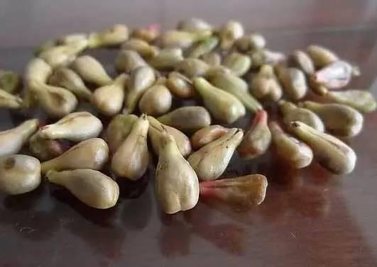 葡萄籽的服用方法及注意事项 葡萄籽胶囊服用禁忌