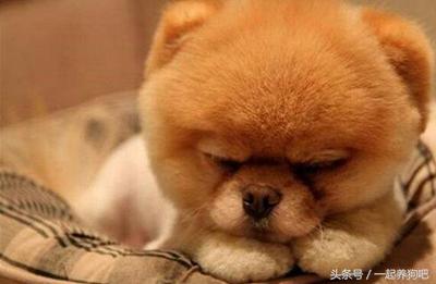 狗狗眼屎多是什么原因?六招去眼屎