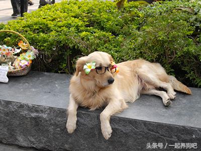 狗狗眼屎多是什么原因?六招去眼屎
