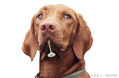 狗狗眼屎多是什么原因?六招去眼屎