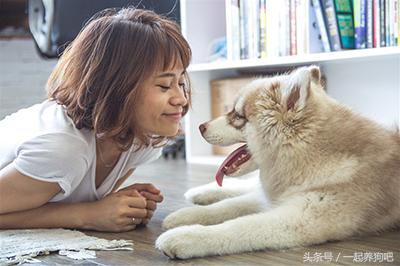 狗狗眼屎多是什么原因?六招去眼屎