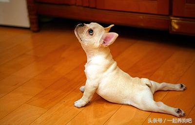 狗狗眼屎多是什么原因?六招去眼屎