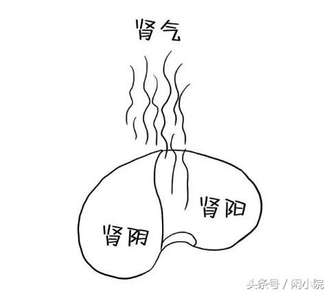 肾阴虚和肾阳虚的区别,乱补身体,小心你的身体健康