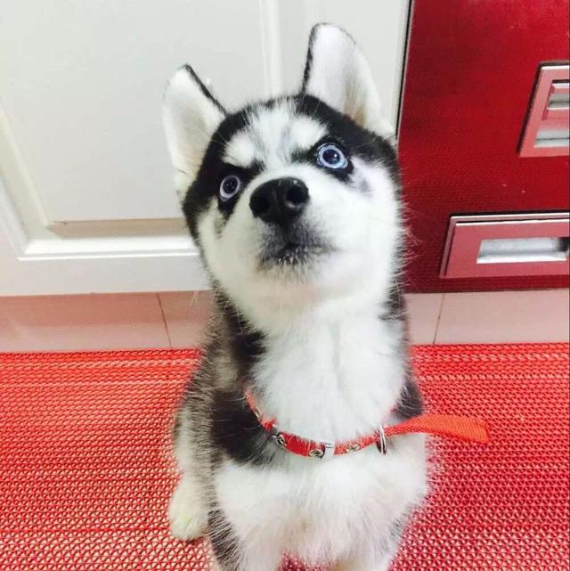 �̵�ʮ���Ц�Ĺ���ͼƬ