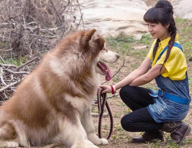 狗狗夏日易食欲不振,原因主要有这3个方面
