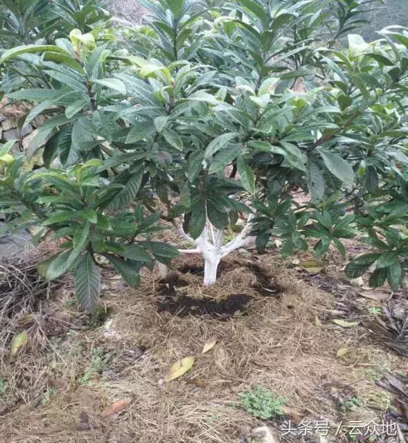 秸秆再也不用烧,把稻草秸秆铺在果园、林田上,效果超乎你想象!