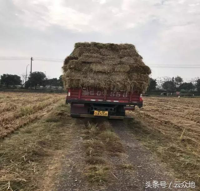 秸秆再也不用烧,把稻草秸秆铺在果园、林田上,效果超乎你想象!