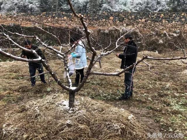 秸秆再也不用烧,把稻草秸秆铺在果园、林田上,效果超乎你想象!