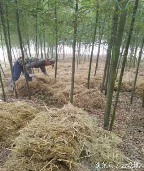 秸秆再也不用烧,把稻草秸秆铺在果园、林田上,效果超乎你想象!
