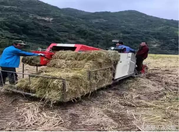 秸秆再也不用烧,把稻草秸秆铺在果园、林田上,效果超乎你想象!
