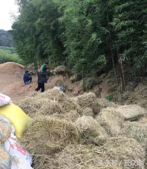 秸秆再也不用烧,把稻草秸秆铺在果园、林田上,效果超乎你想象!