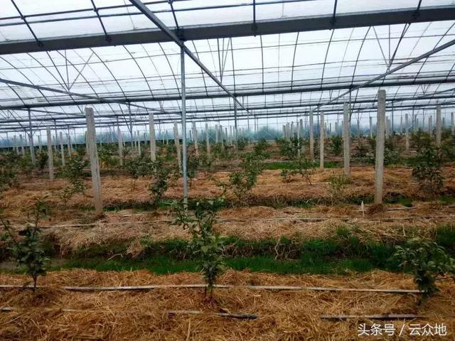 秸秆再也不用烧,把稻草秸秆铺在果园、林田上,效果超乎你想象!