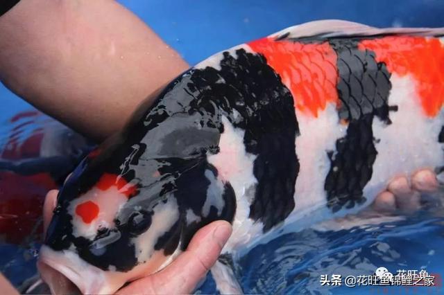 ��ˮ֮�����𣬸���ʲôԢ�⣿��������أ��������ѡ�ձ�����