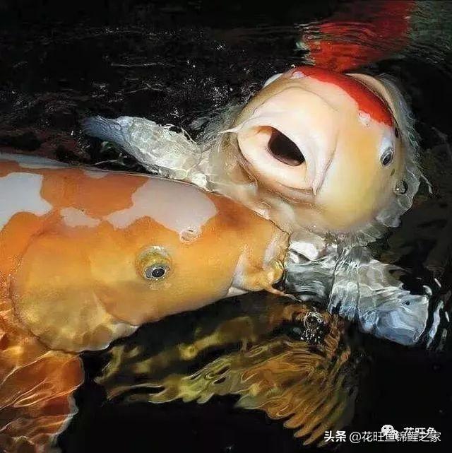 ��ˮ֮�����𣬸���ʲôԢ�⣿��������أ��������ѡ�ձ�����