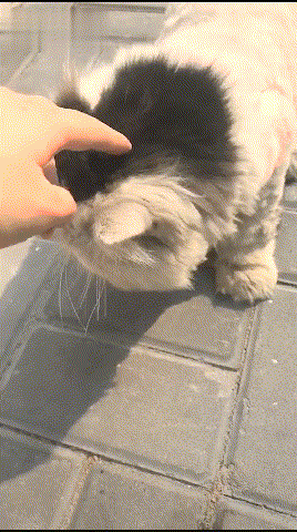 ����ͷ���ӷ�è����ʼ�����ˣ��Ұ����ӷ�è����̫�౻�ϳ�����~