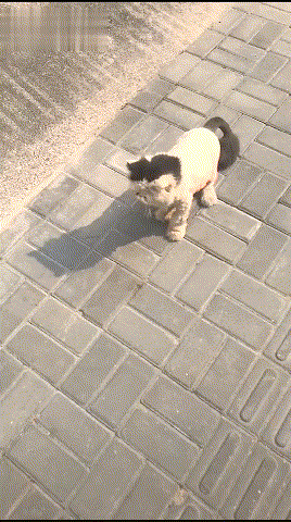 ����ͷ���ӷ�è����ʼ�����ˣ��Ұ����ӷ�è����̫�౻�ϳ�����~